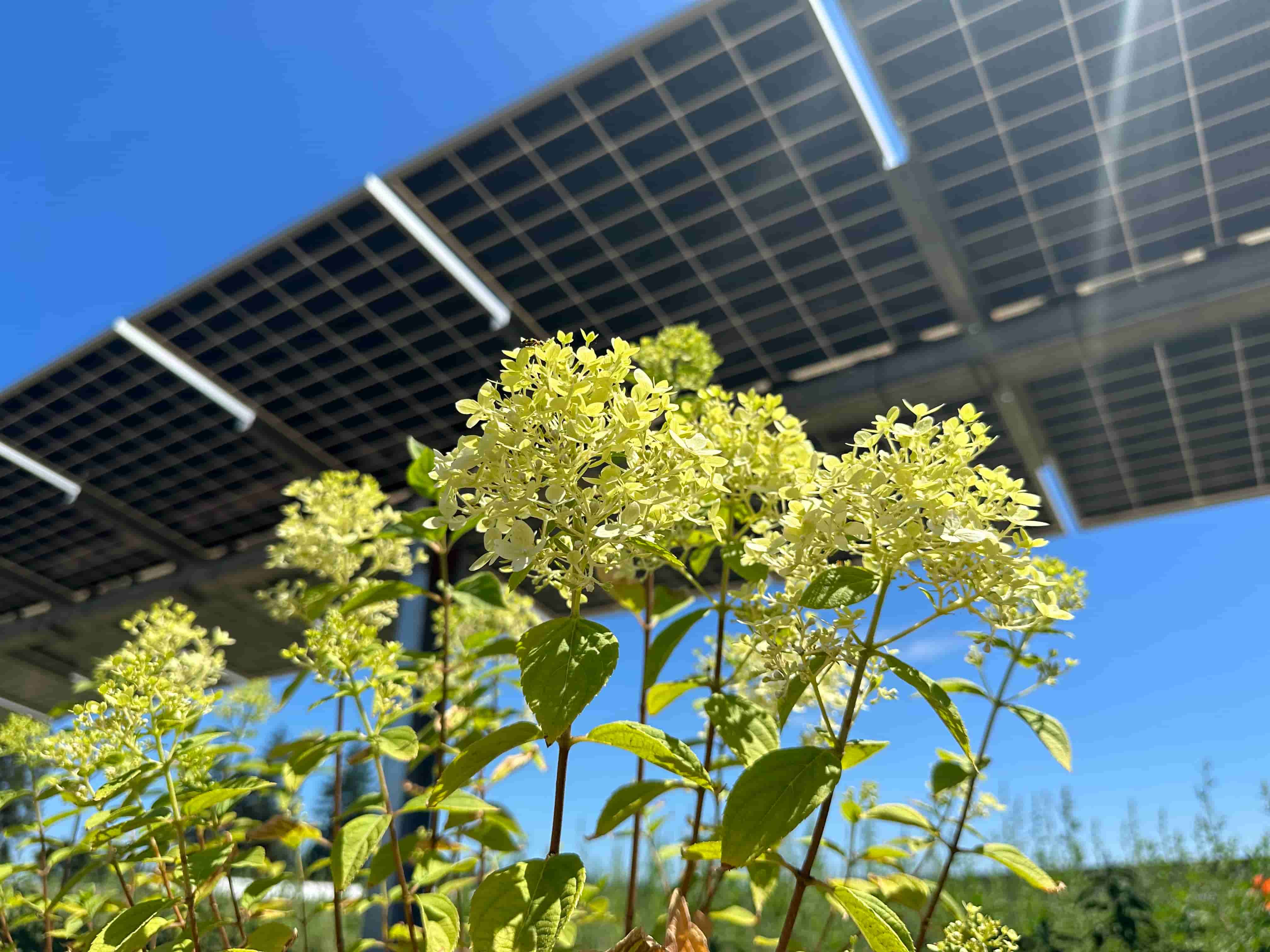 Solar Energy in Agriculture: How Farmers Reduce Costs and Improve Farm Sustainability